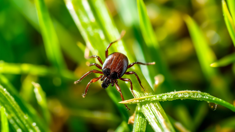 This fresh-smelling oil may help repel ticks naturally — here's how