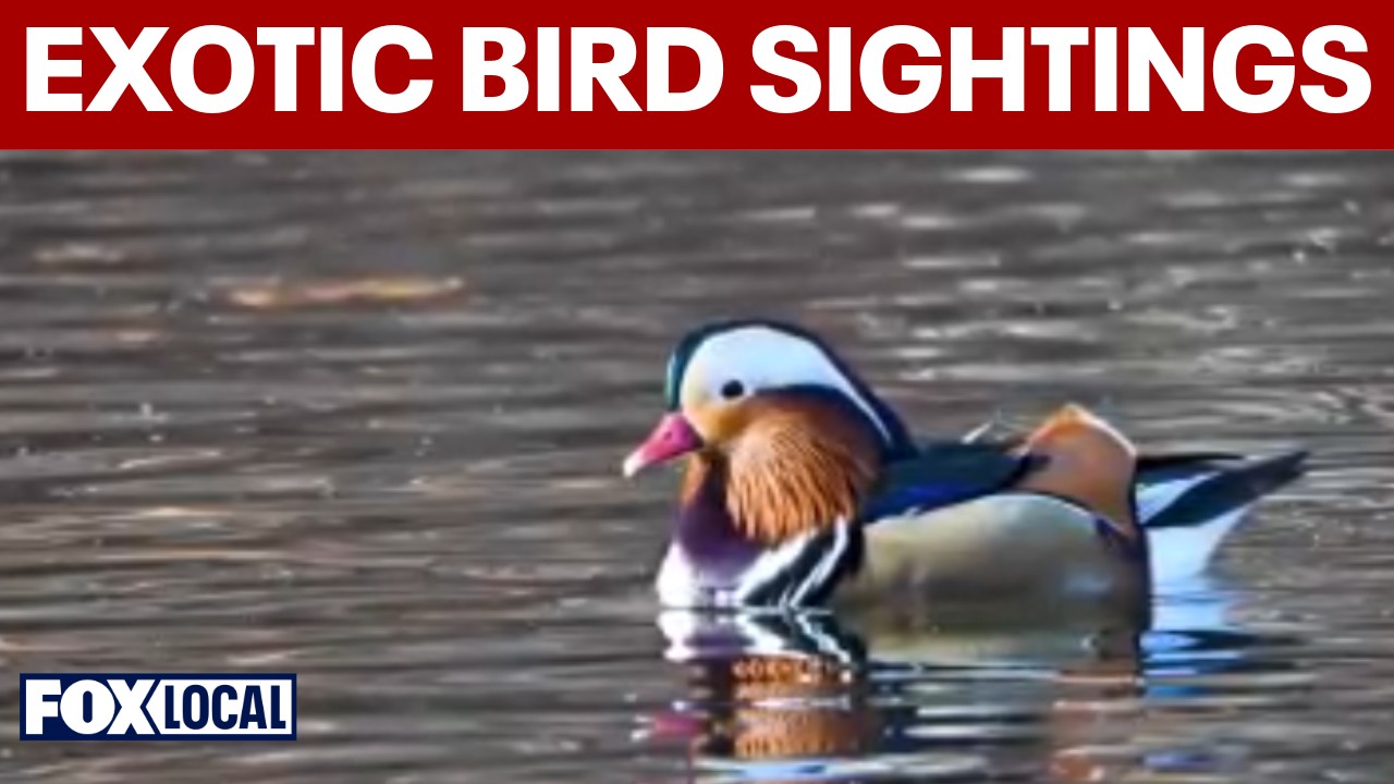 exotic-bird-sightings-rise-across-tri-state-and-long-island