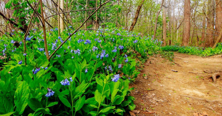 6 beautiful trails in Ohio that shine in spring