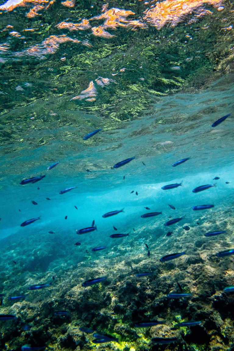 Scientists confirm fish can climb waterfalls by the thousands - and it ...