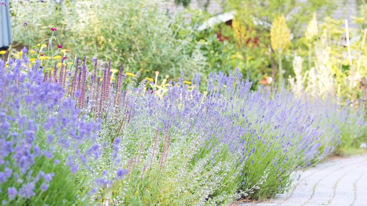 The anti-fussy garden does exist – 8 plants that actually prefer to be left alone