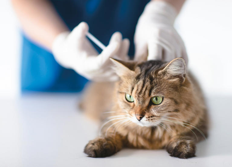 猫の診療最前線 猫のがん治療に「やさしい」選択肢 世界初となる猫の「免疫チェック