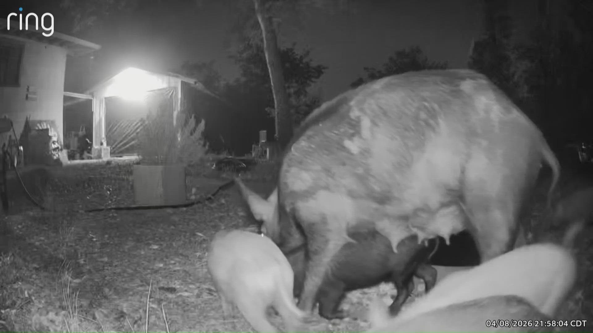 Feral hogs caught on camera near San Antonio's Salado Creek as wild pig ...
