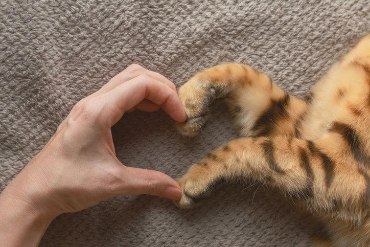 猫の診療最前線 猫のがん治療に「やさしい」選択肢 世界初となる猫の「免疫チェック