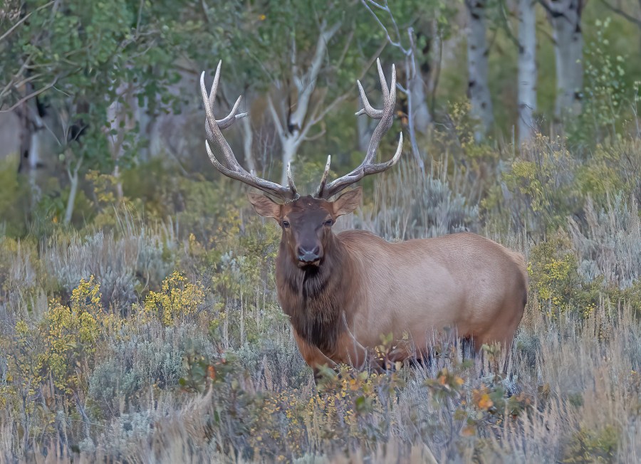 Man sentenced after illegally poaching bull elk in Utah