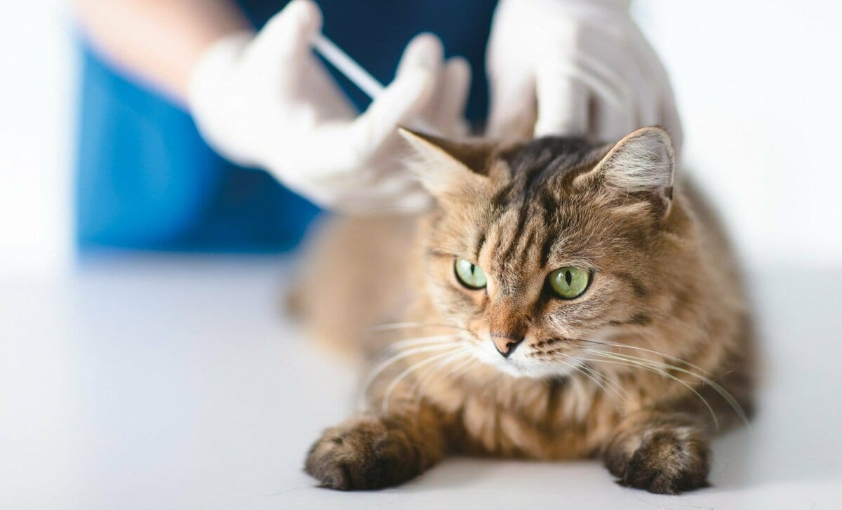 猫のがん治療に「やさしい」選択肢 世界初となる猫の「免疫チェック