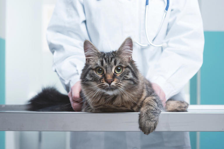 猫の診療最前線 猫のがん治療に「やさしい」選択肢 世界初となる猫の「免疫チェック