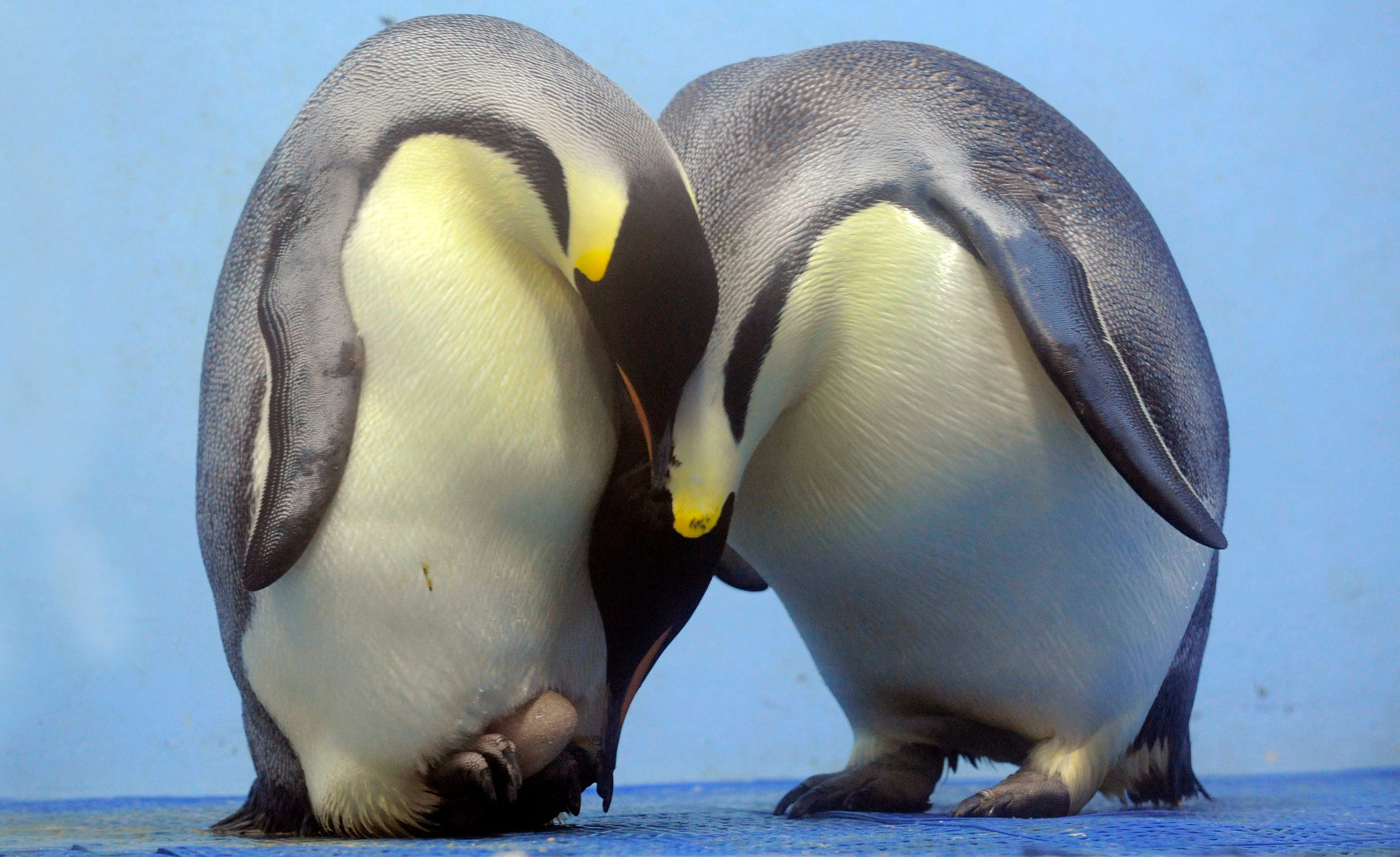 Emperor penguins added to endangered list, losing to climate change