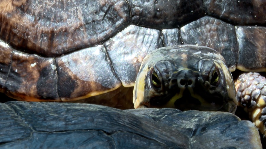 Growing concern over turtle care leads to high surrender rates in Wisconsin