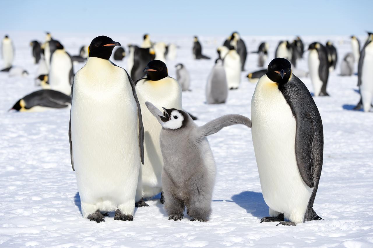 IUCN lists emperor penguins as endangered amid sea ice loss