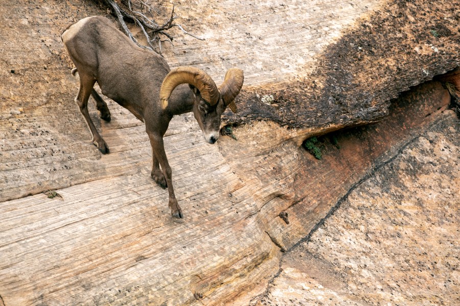The hunt of a lifetime: Applications for 2027 Utah sportsman permits ...