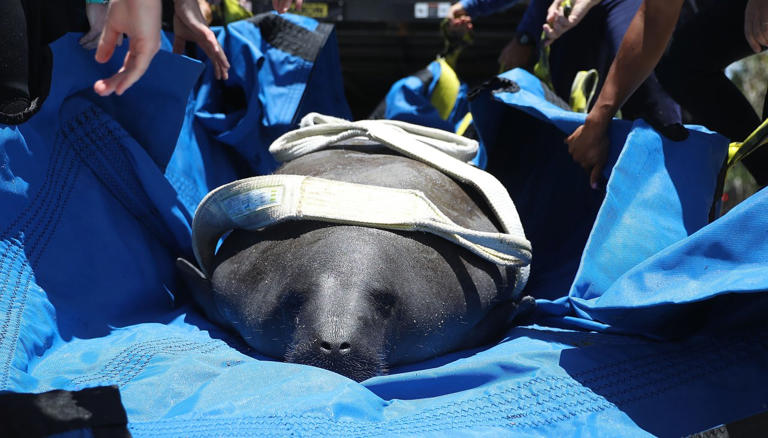 SeaWorld Orlando spent 2 months nursing a rescued manatee back to full ...