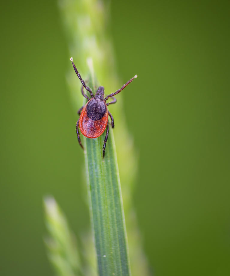 Keep ticks out of your garden for good with a fragrant lavender they ...
