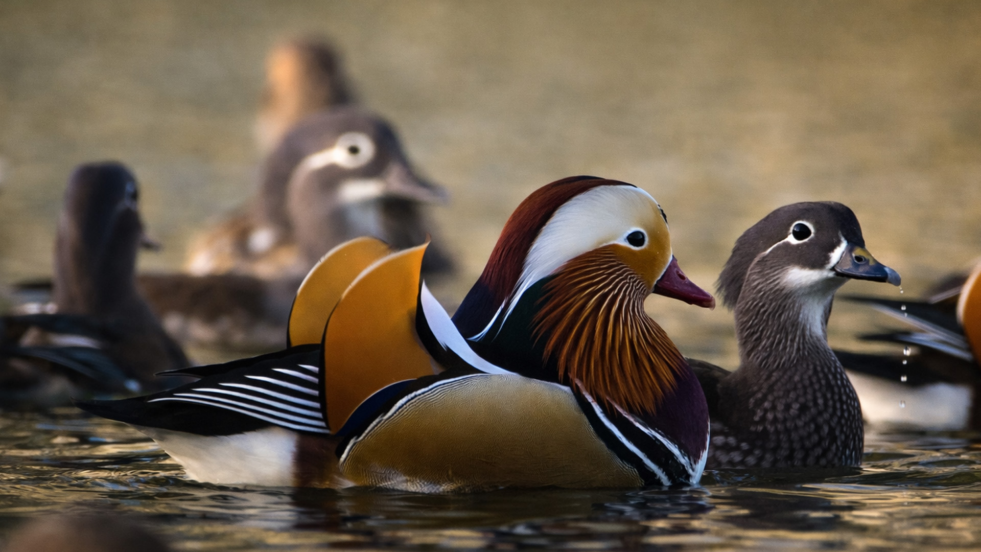What appears on this pond caught by a hidden camera?