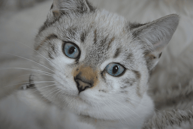 When your cat stares at you without blinking, this is what it's really telling you