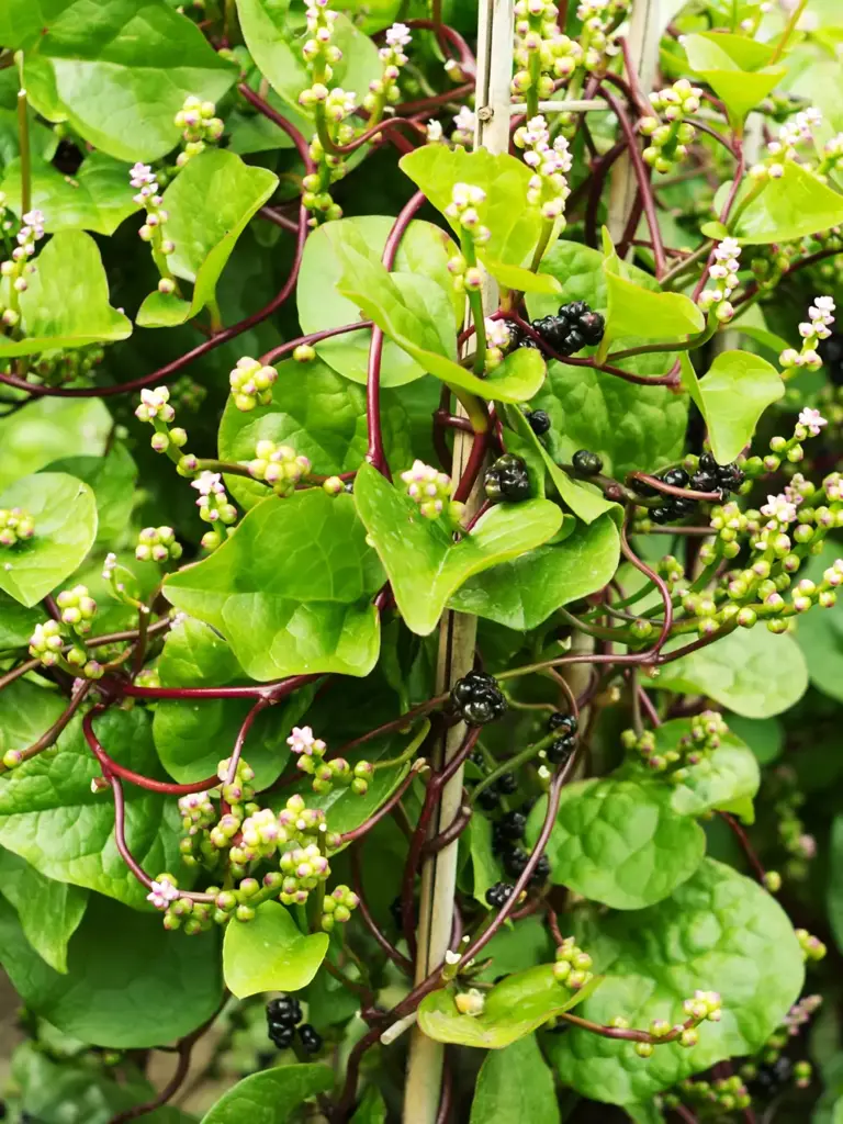 Basella alba: la planta perfecta para tu balcón y tus mejores recetas