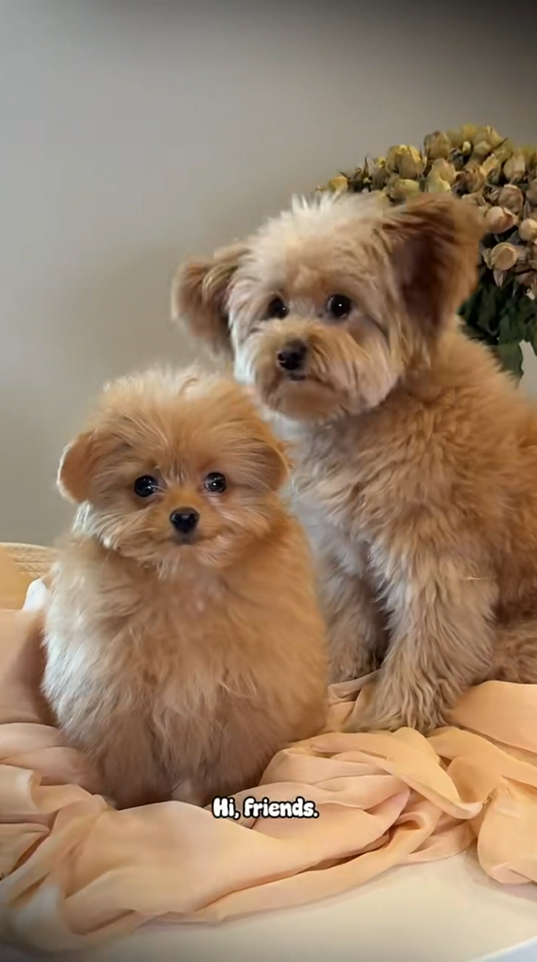 The cutest puppies you will watch on repeat