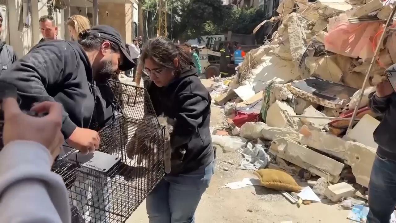 Bodies of two cats removed from rubble of Beirut buildings destroyed by ...