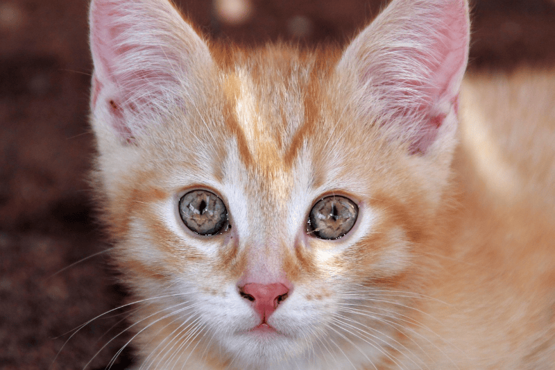 When your cat stares at you without blinking, this is what it's really telling you