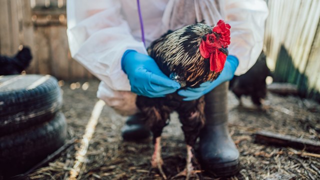 Surge in avian bird flu alarms scientists as virus jumps to mammals ...