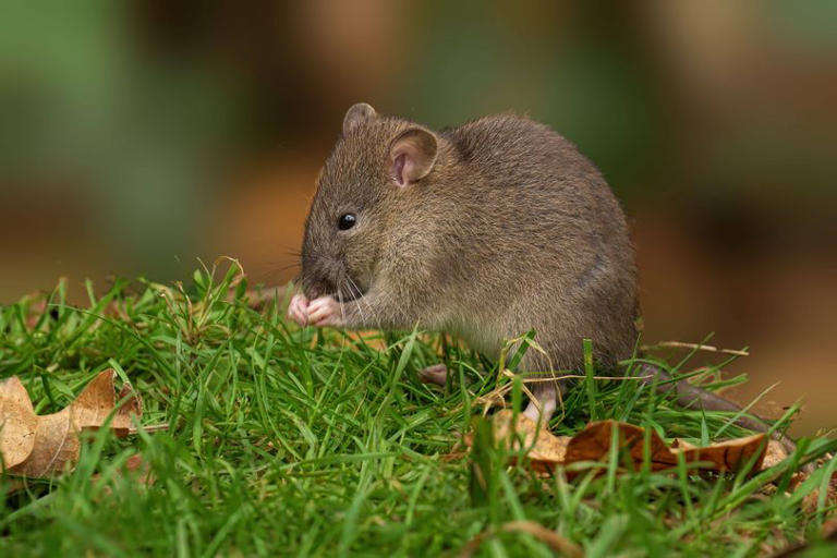 Homeowners urged to make '60-second check' to prevent rat infestation