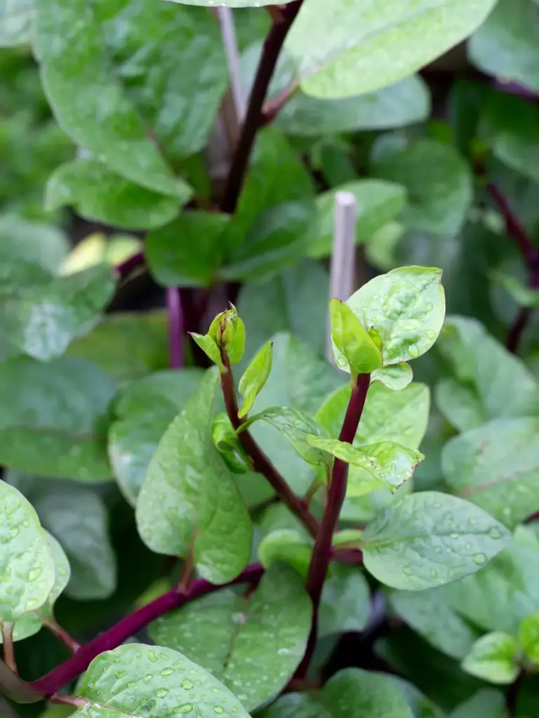 Basella alba: la planta perfecta para tu balcón y tus mejores recetas