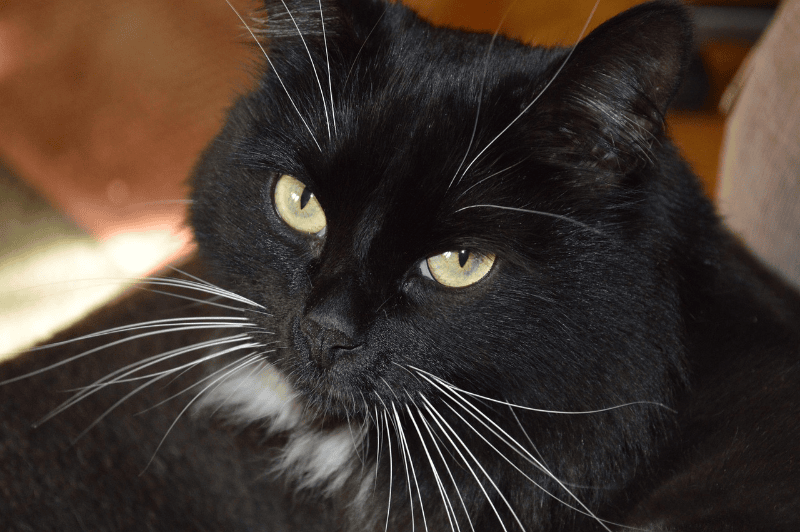 When your cat stares at you without blinking, this is what it's really telling you