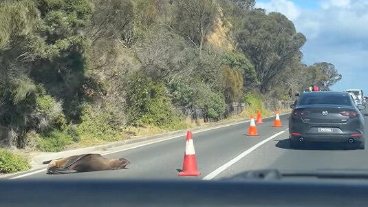 Orange traffic cones were in place to protect the seal from passing motorists. (Supplied)