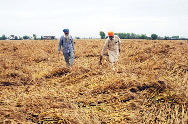 Punjab to seek relaxation in wheat procurement specifications like ...