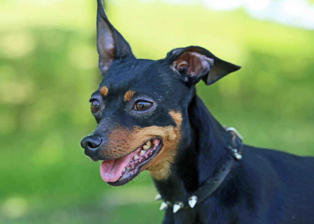 Meet the 30 most beloved small dog breeds, according to the American ...