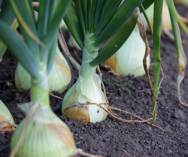How to plant a sprouting onion and regrow it in 5 simple steps