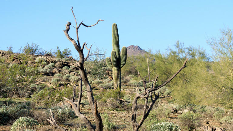 5 easy, accessible nature trails in Phoenix, Arizona