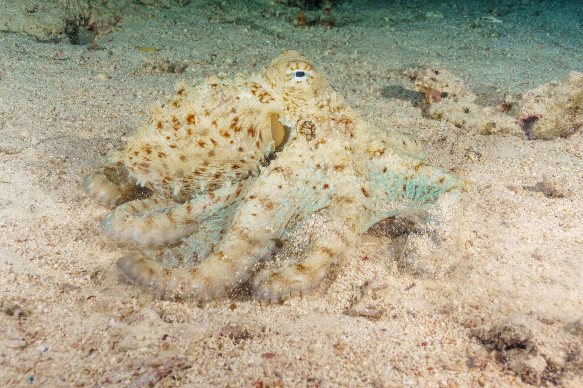 Animals that can instantly change color
