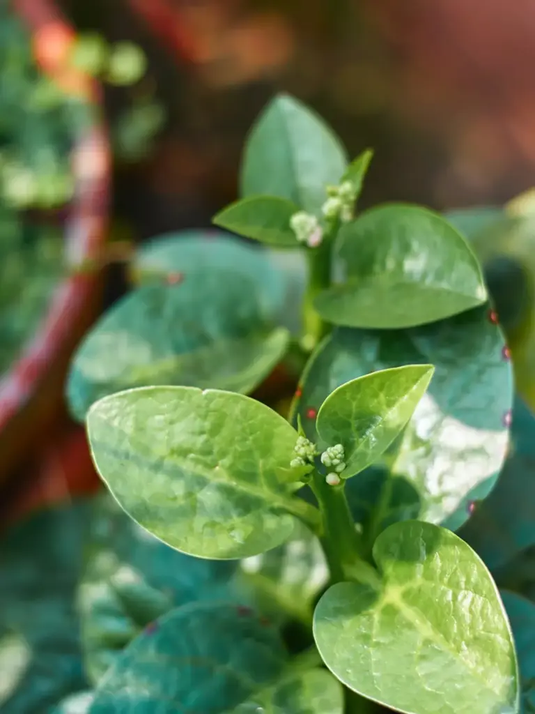 Basella alba: la planta perfecta para tu balcón y tus mejores recetas
