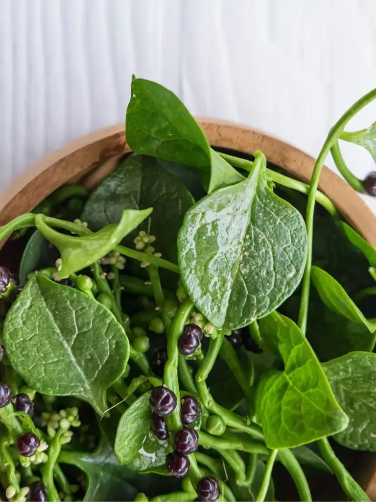 Basella alba: la planta perfecta para tu balcón y tus mejores recetas