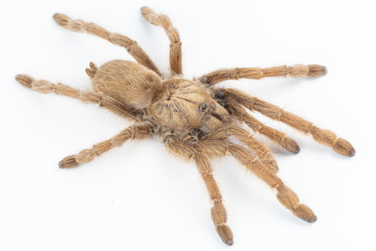 Scientists identify new tarantula species thanks to their giant male ...
