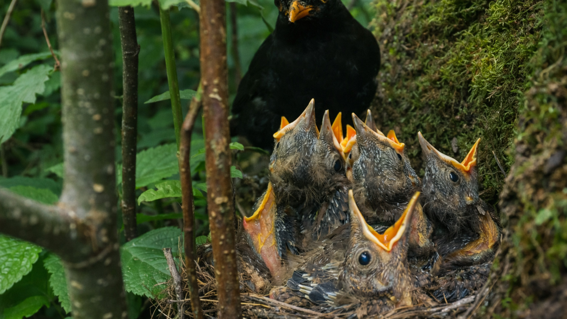 Hidden camera captures baby birds waiting to be fed