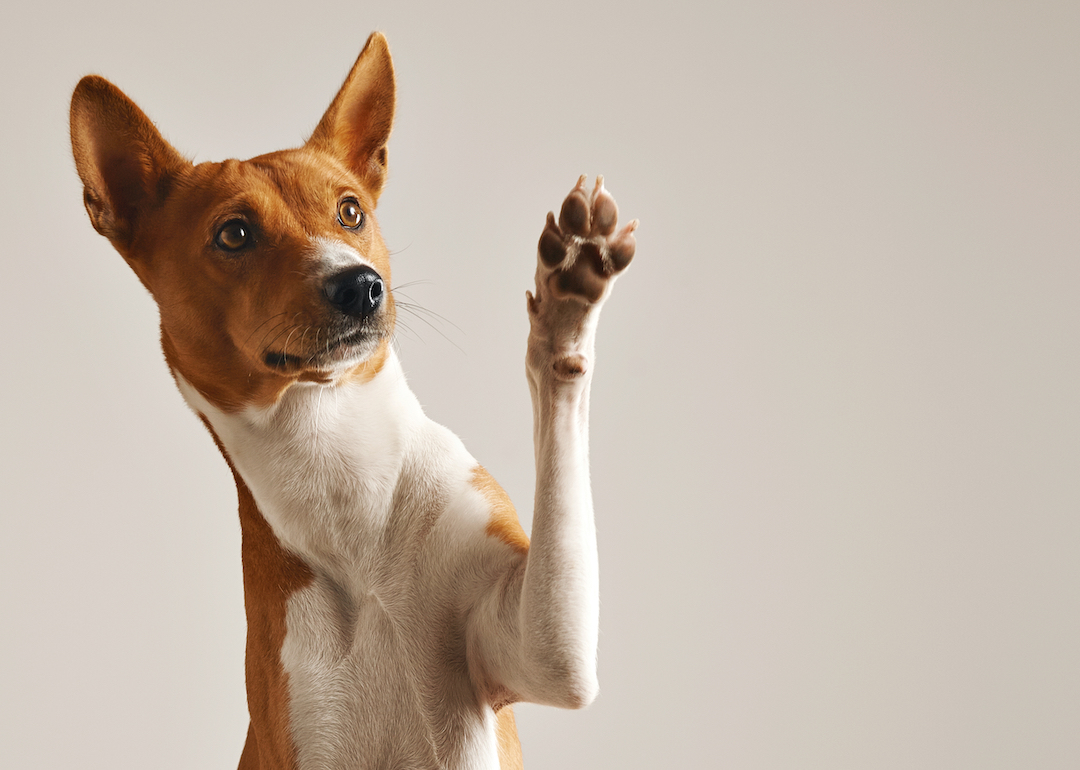 Meet the 30 most beloved small dog breeds, according to the American ...
