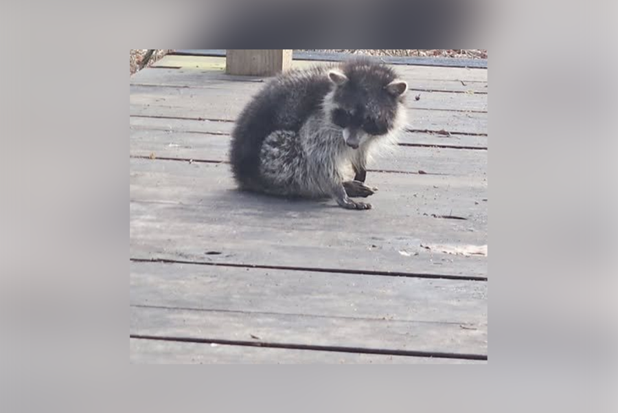 Distemper feared after more odd-acting raccoons spotted in Mount Pleasant