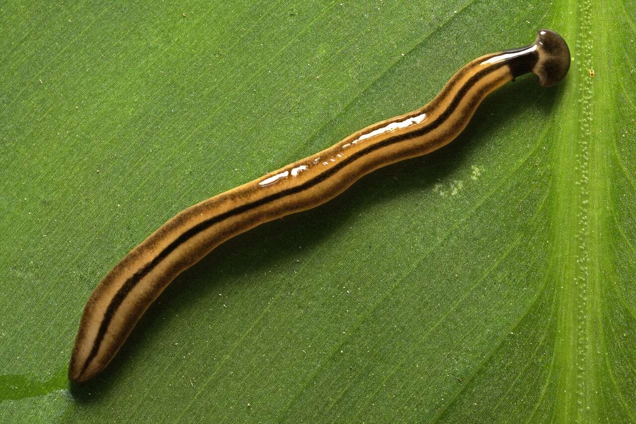 A strange, hard-to-kill worm is turning up across Texas