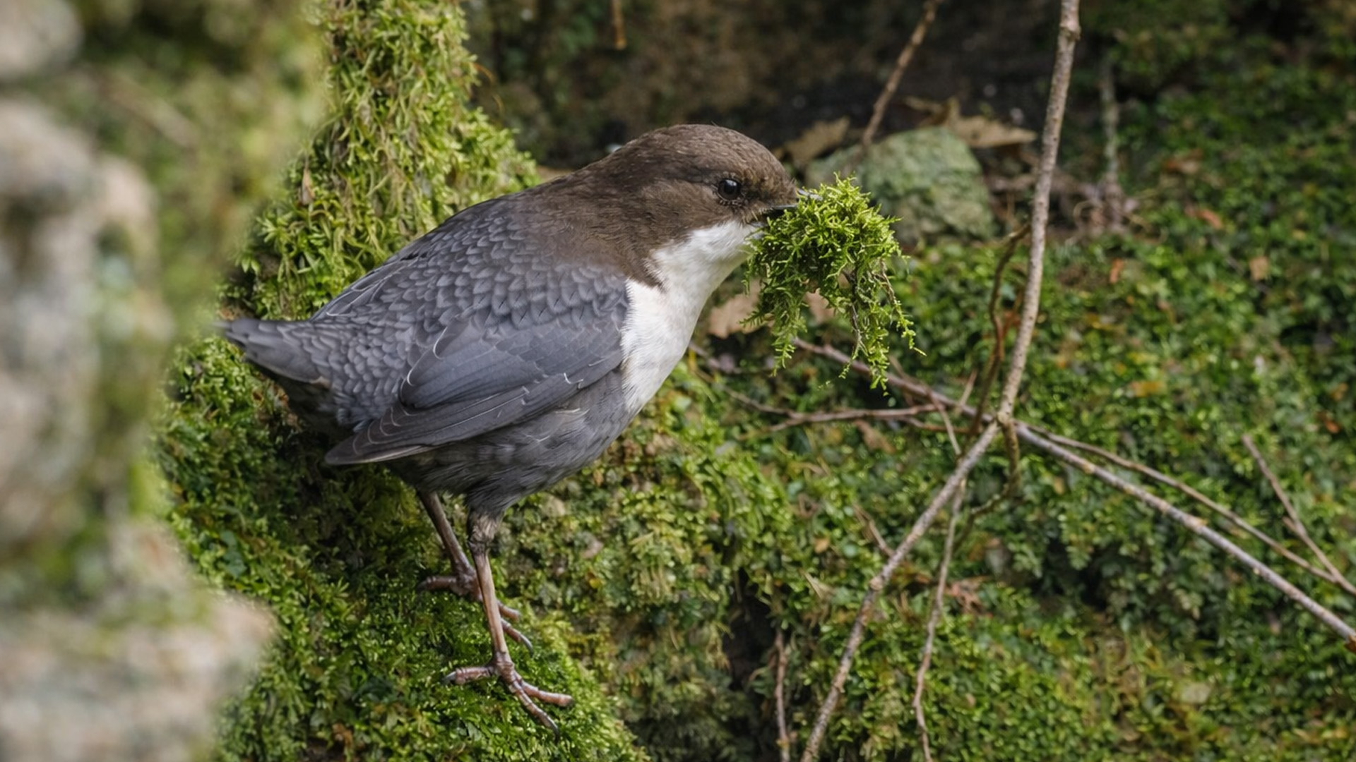 Curated visual reference: Visual Reference: Hidden Camera Shows A Bird Building With Natural Materials
