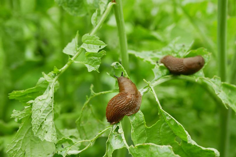 Keep slugs out of your garden by making one change to watering plants
