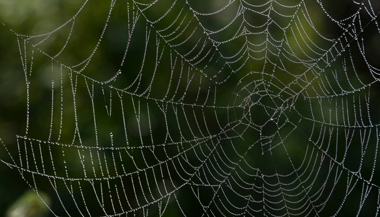 A spider smaller than a pencil eraser was just filmed for the first ...