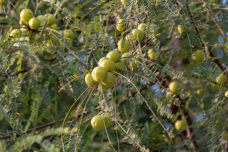 How an Indian amla tree gave the Strait of Malacca its name