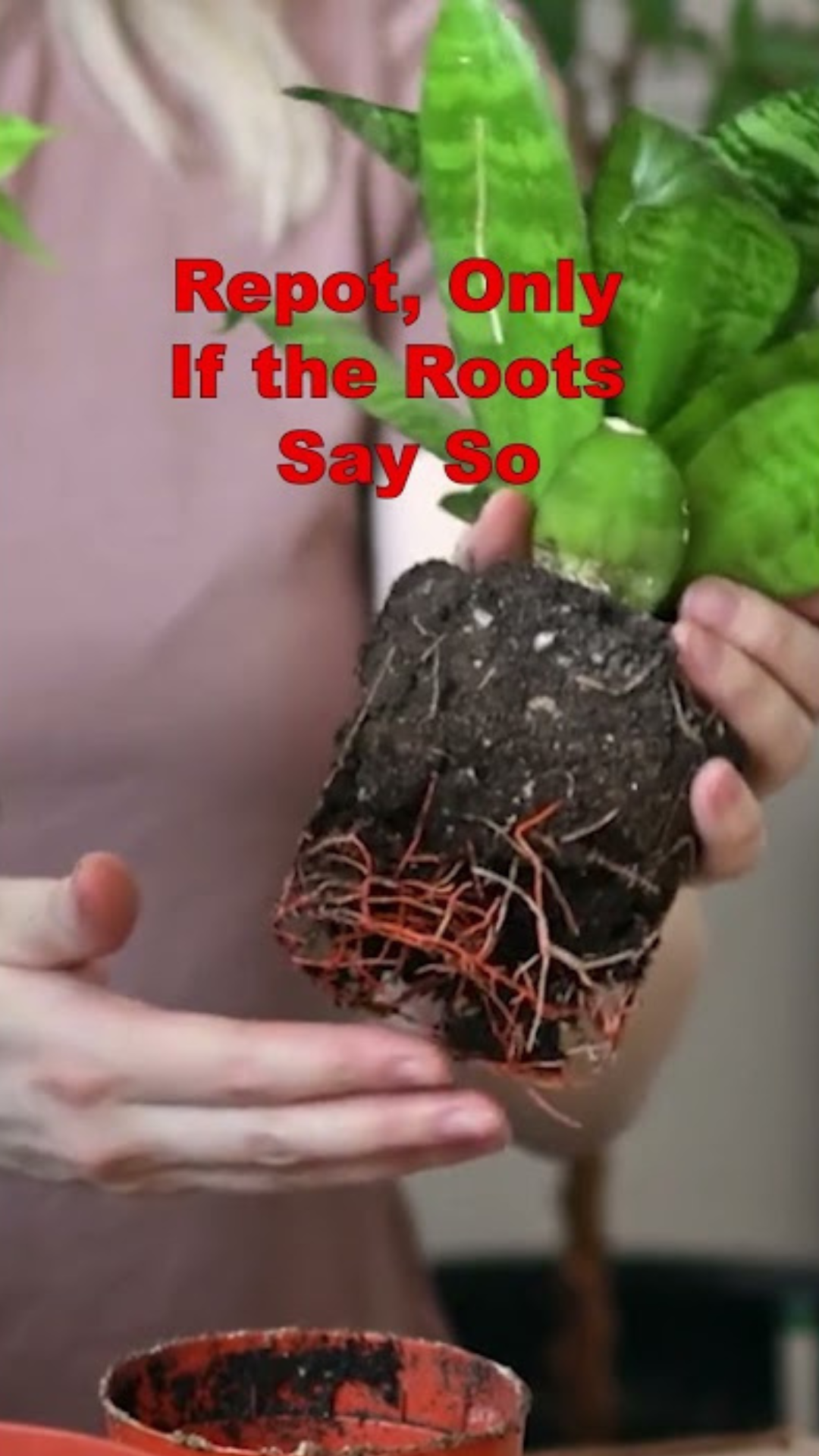 7 things to do with snake plant in May for faster growth