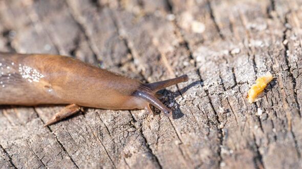 Keep slugs out of your garden by watering your plants at very specific ...