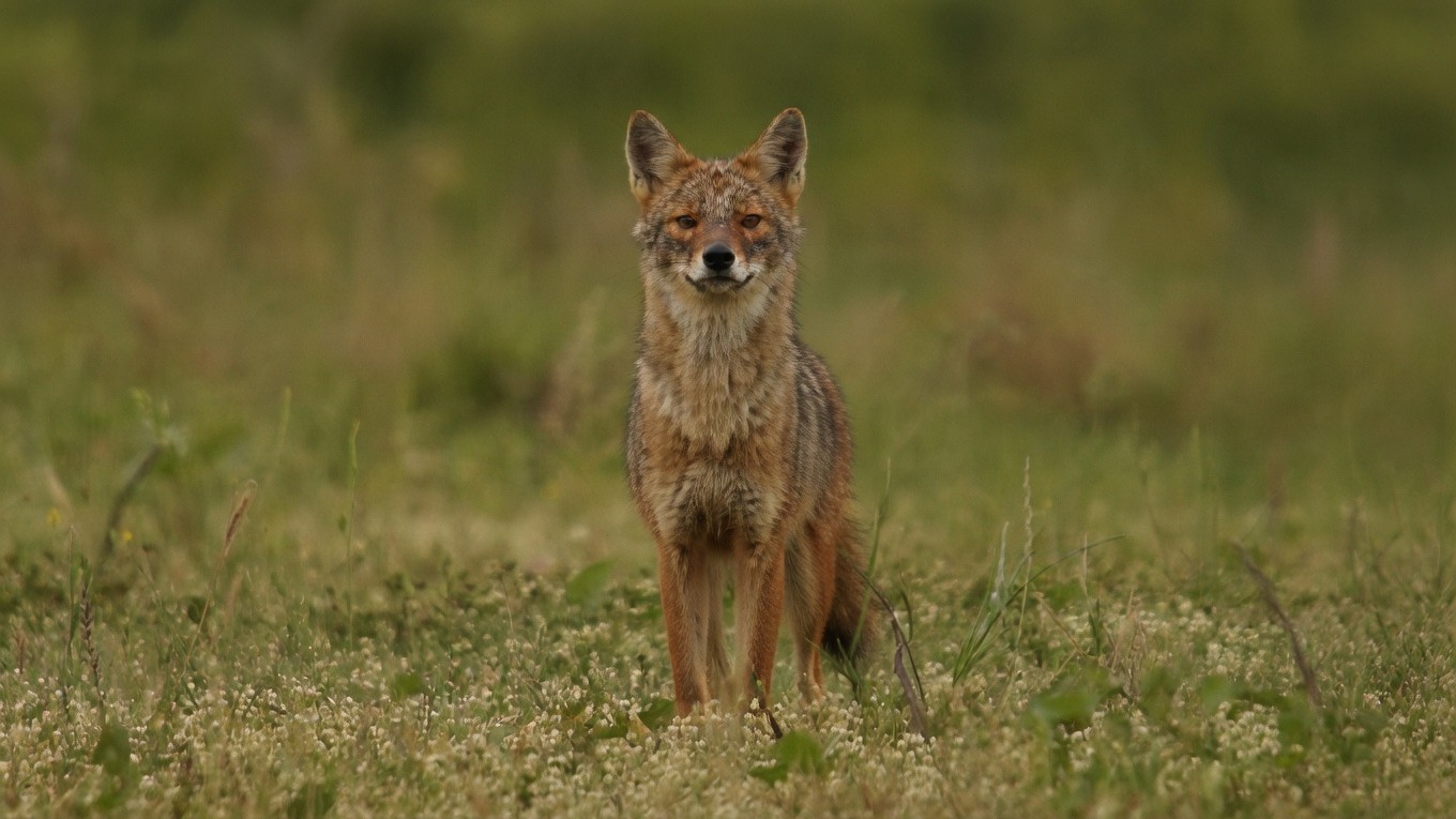 inside-the-secretive-lives-of-golden-jackals