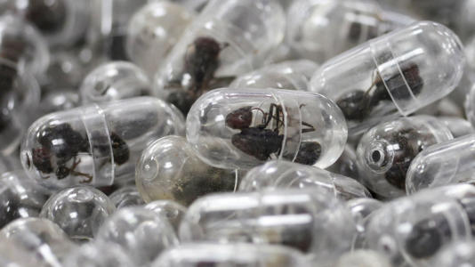 Samples of the now-dead garden ants Zhang tried to smuggle. Pic: Reuters