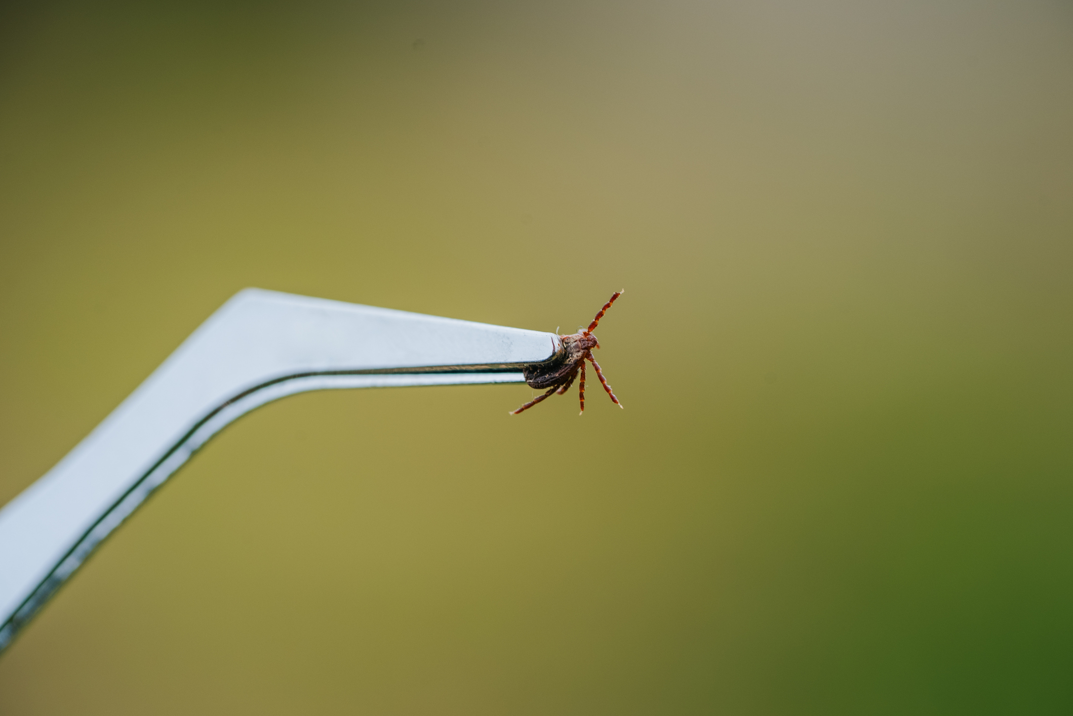 How to tick-proof your yard