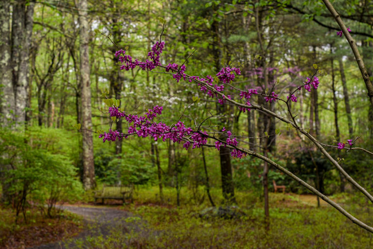 Small, native ornamental trees offer beauty, structure and more